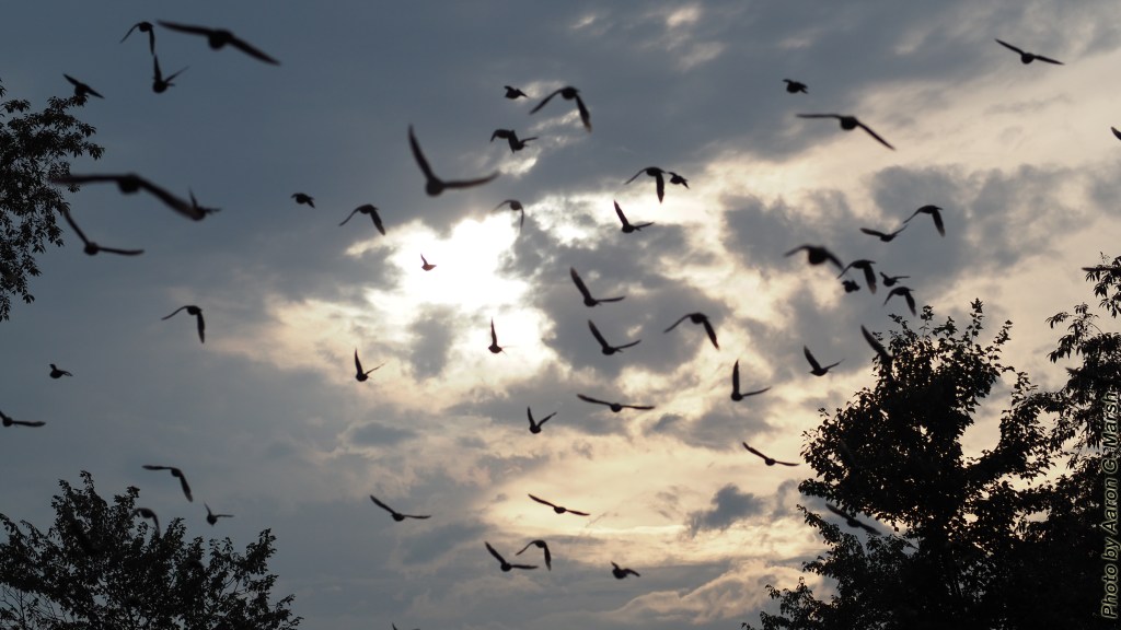 Photo by Aaron G. Marsh