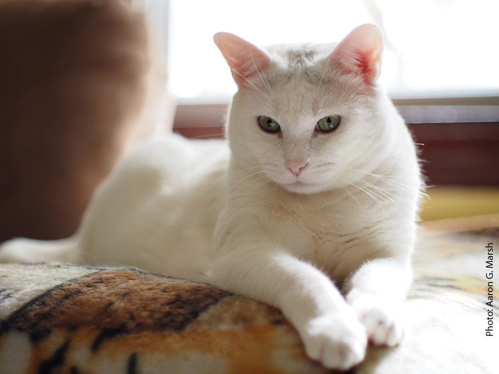 Excursion Five: The Inimitable T.&nbsp;Gray