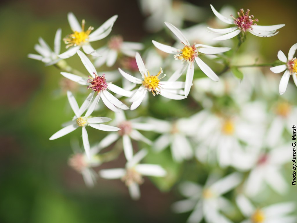 Photo by Aaron G. Marsh