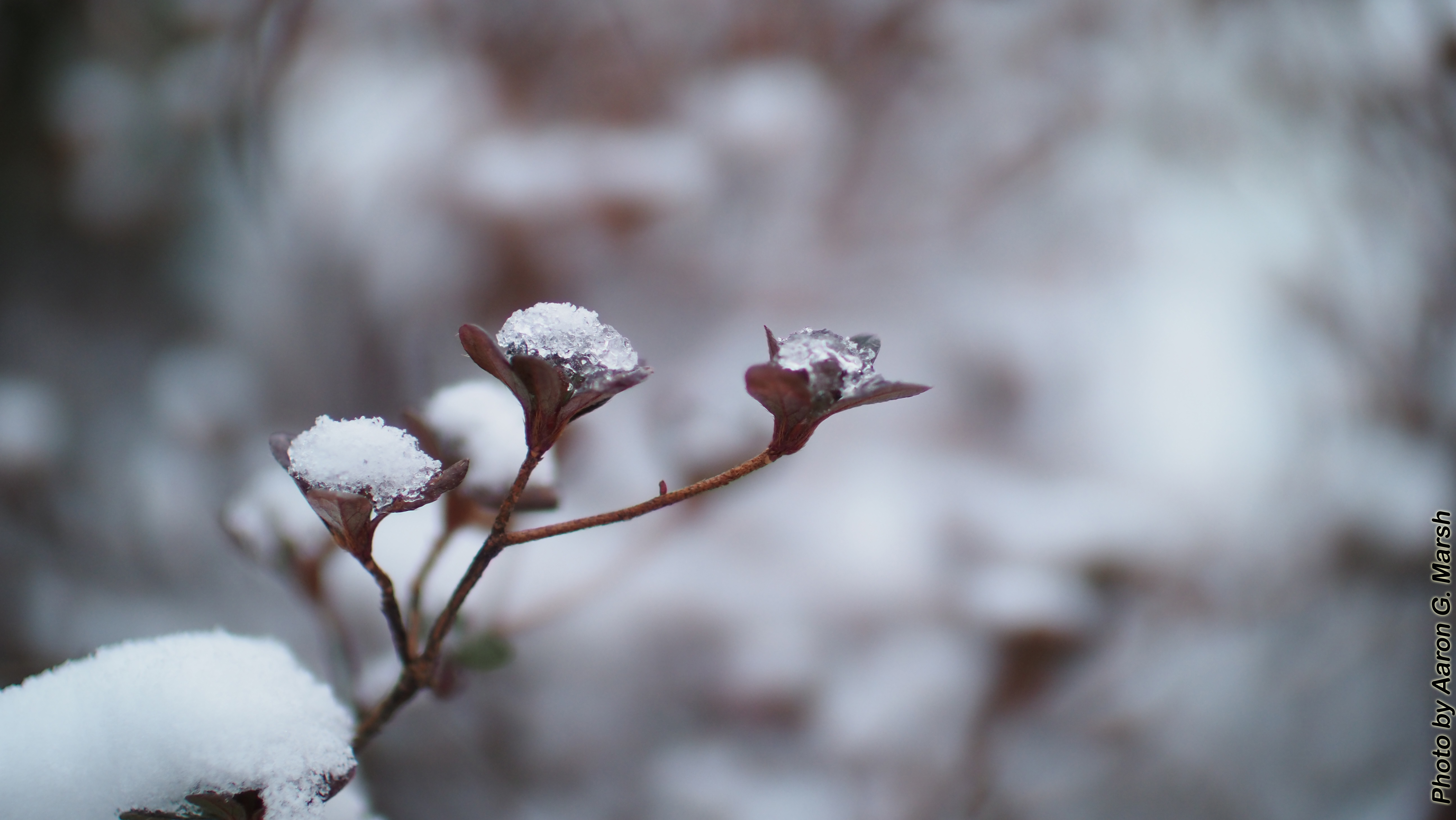 Little leaves and flowers became diamonds in the season's first snowfall. (Photo by Aaron G. Marsh)