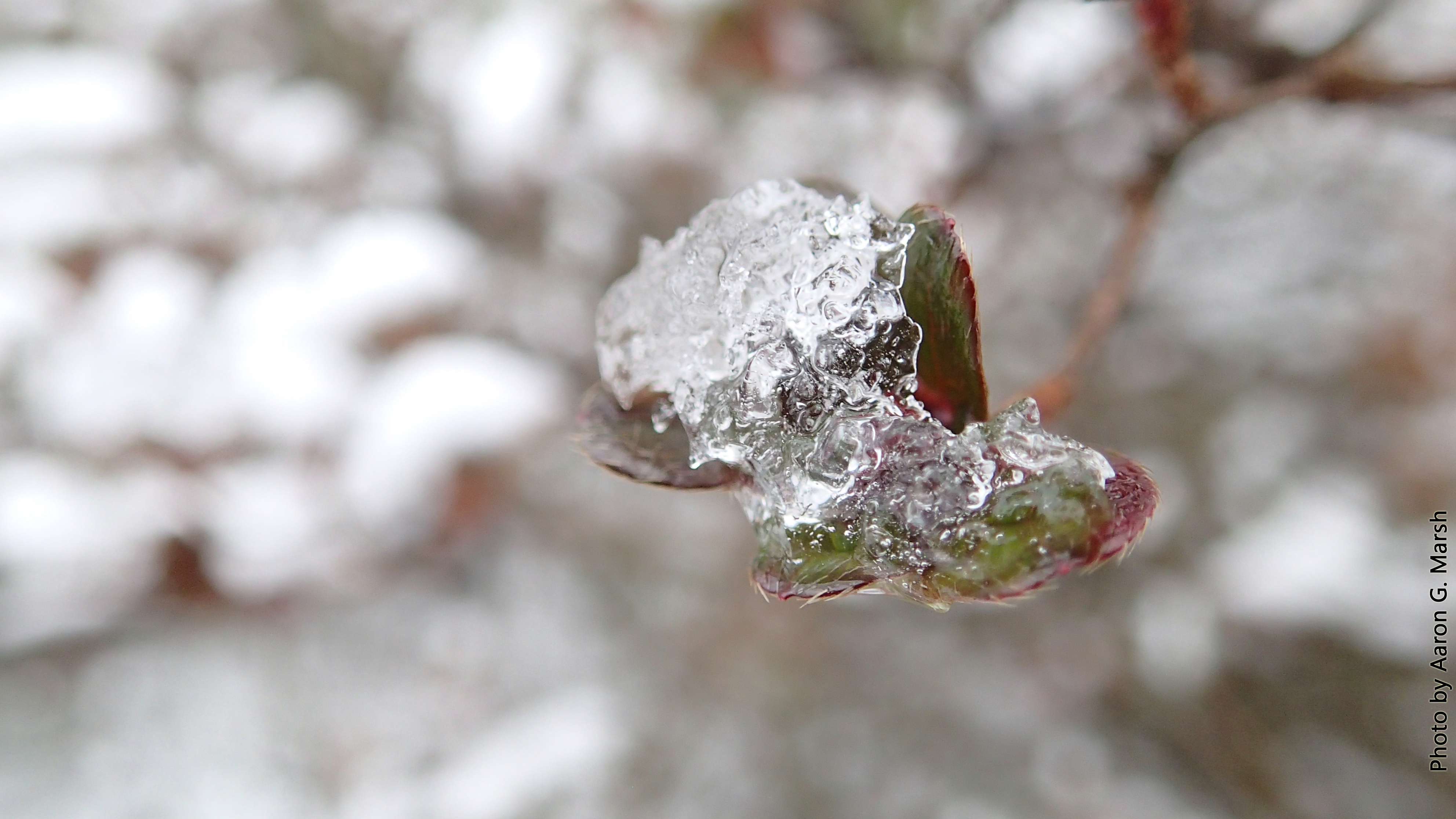 More icy, snowy foliage around the yard. (Photo by Aaron G. Marsh)