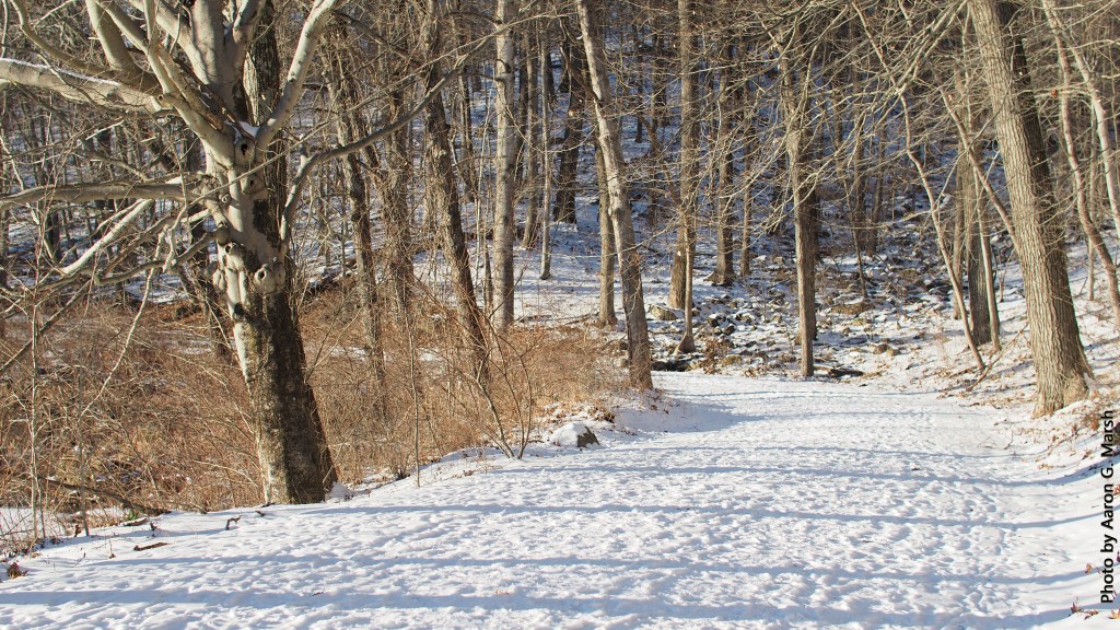 Excursion 36: A Walk in the Cold, Quiet Woods That Surprised&nbsp;Me