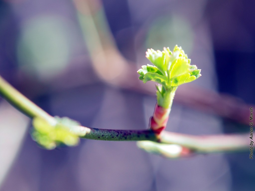 Excursion 47: Three, Two, One,&nbsp;Spring!