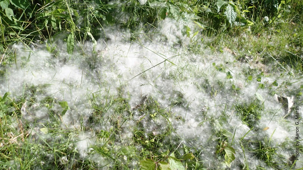 Excursion 52: Snowing in&nbsp;June?