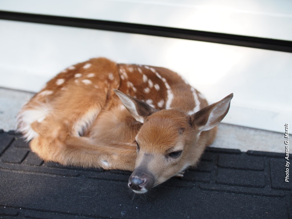 Very young fawn left at our front doorstep on June 24, 2026. Photo by Aaron G. Marsh