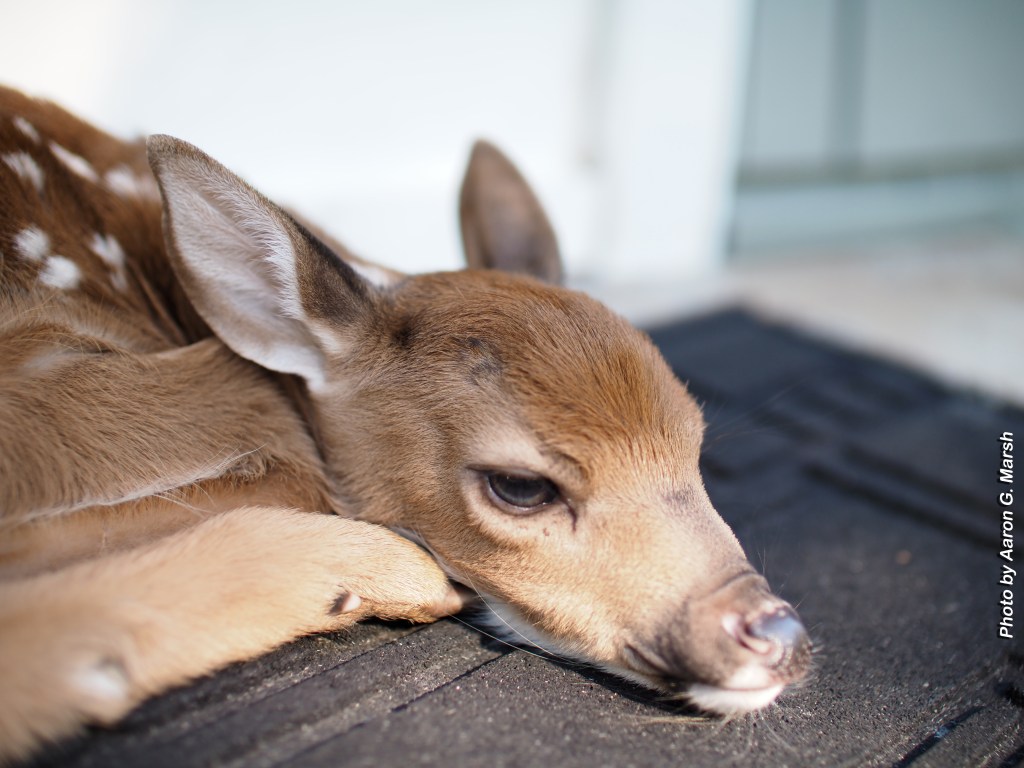 Very young fawn left at our front doorstep on June 24, 2026. Photo by Aaron G. Marsh