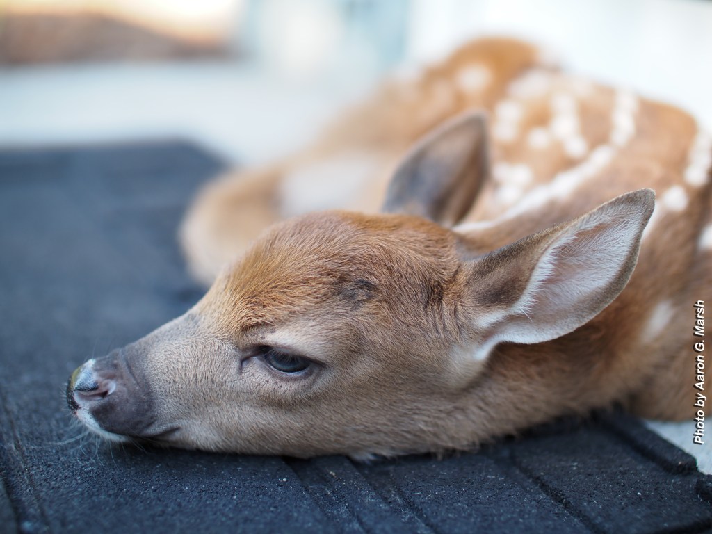 Very young fawn left at our front doorstep on June 24, 2026. Photo by Aaron G. Marsh