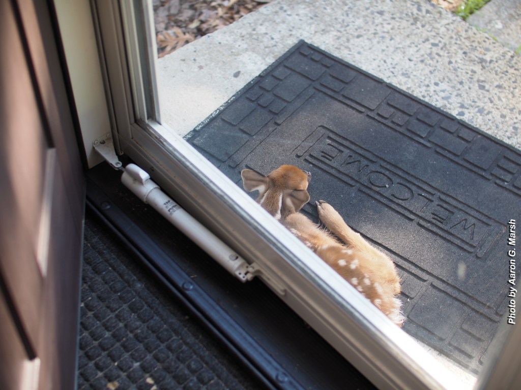 Very young fawn left at our front doorstep on June 24, 2026. Photo by Aaron G. Marsh